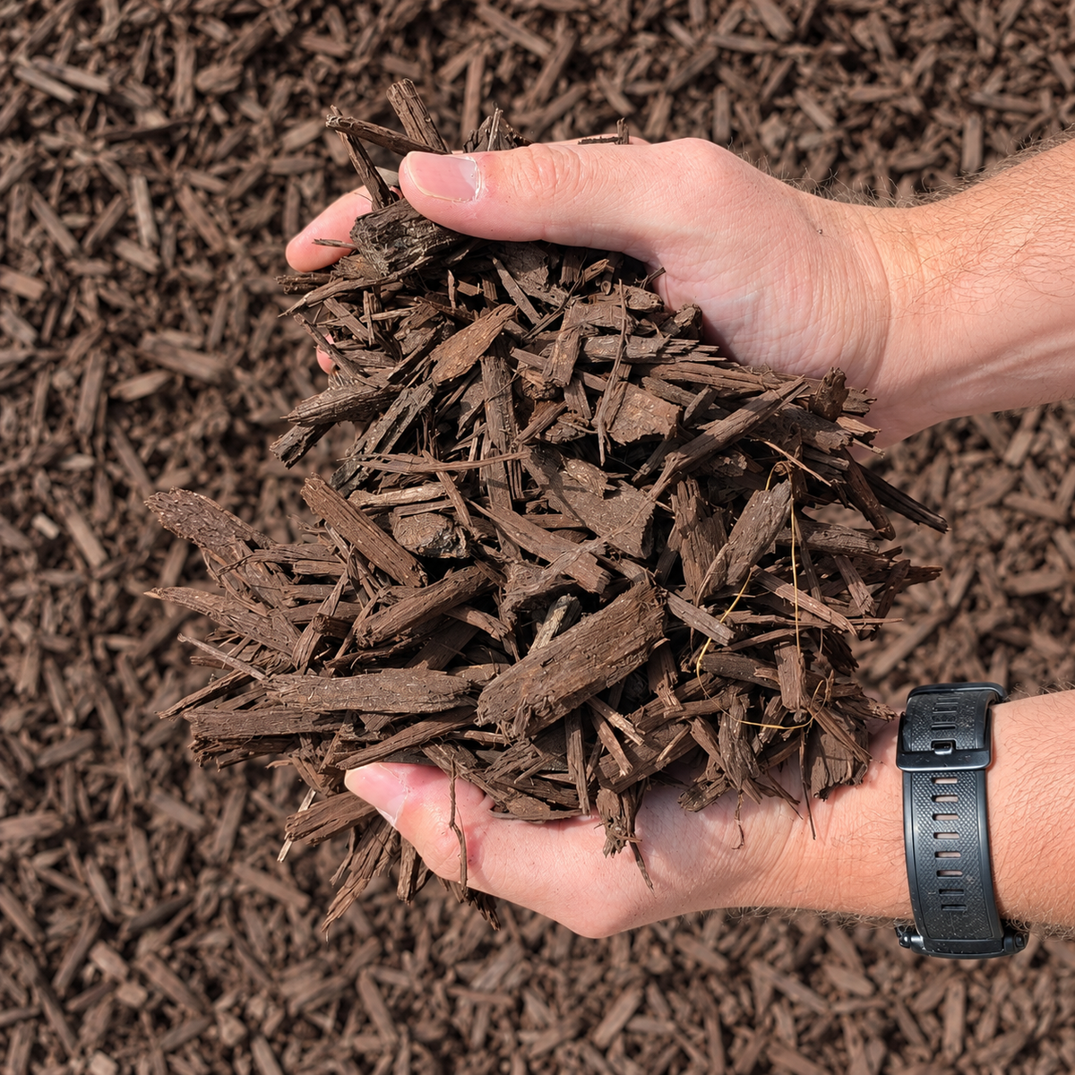 Hands holding a handful of brown choc dyed garden mulch